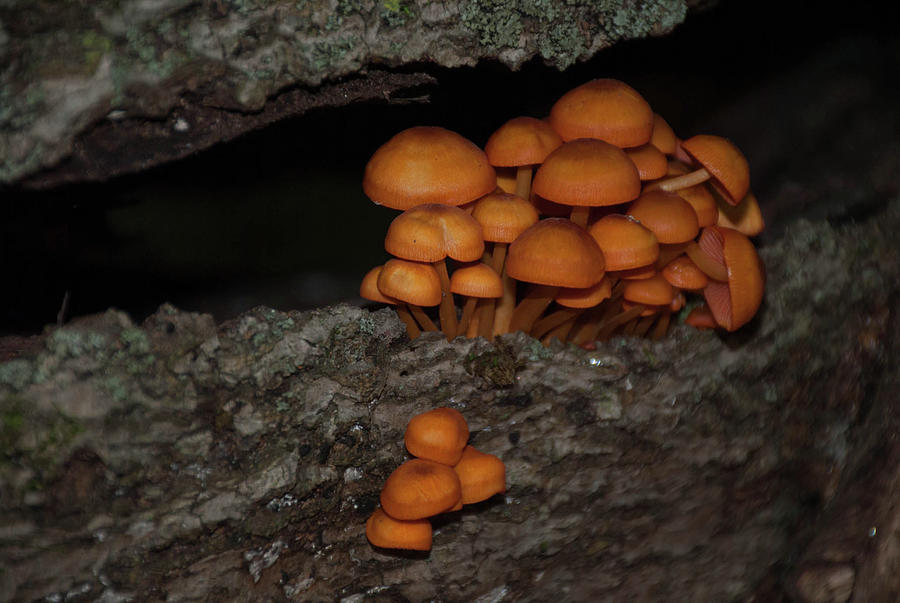 Nature Photograph - Orange Mushrooms by Linda Howes