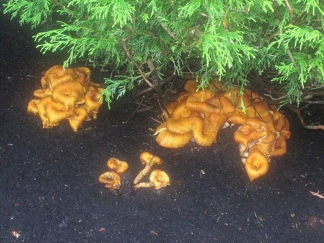Orange Mushrooms Photograph by Paul Meinerth
