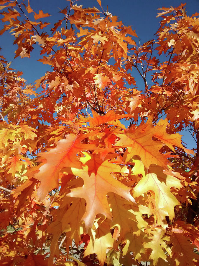 Orange Oak Leaves of Fall Photograph by Marilyn Hunt