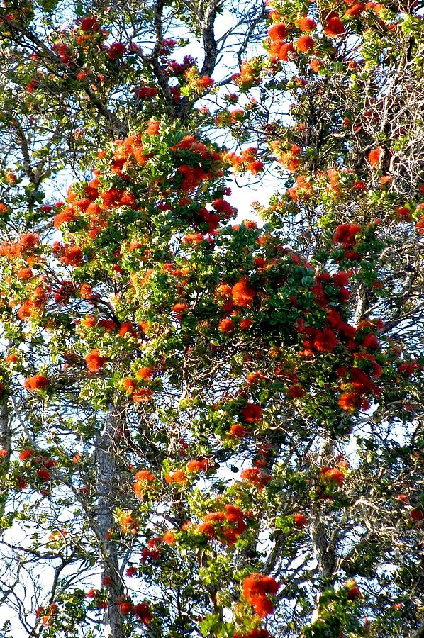 Orange Ohia  Lehua Forest  Photograph by Lehua Pekelo-Stearns