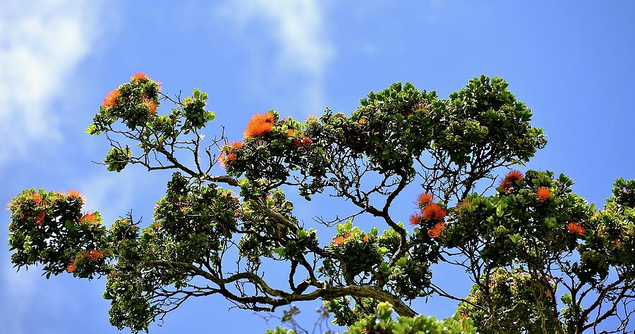 Flower Photograph - Orange Lehua on a ranch in Volcano, Hawaii  by Lehua Pekelo-Stearns