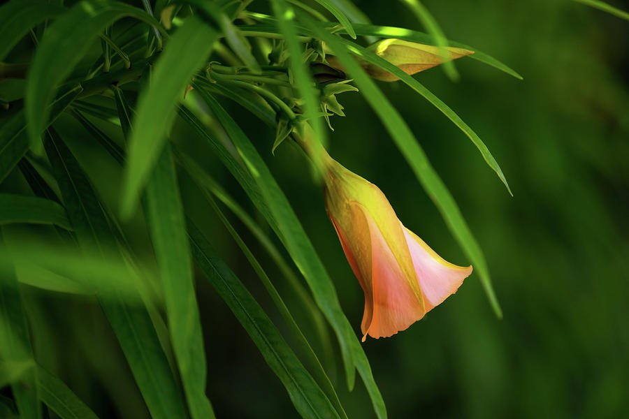 Orange Oleander Photograph by Christopher Johnson