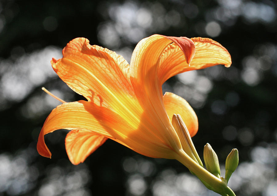 Orange on Gray Lily Photograph by Denise Beverly