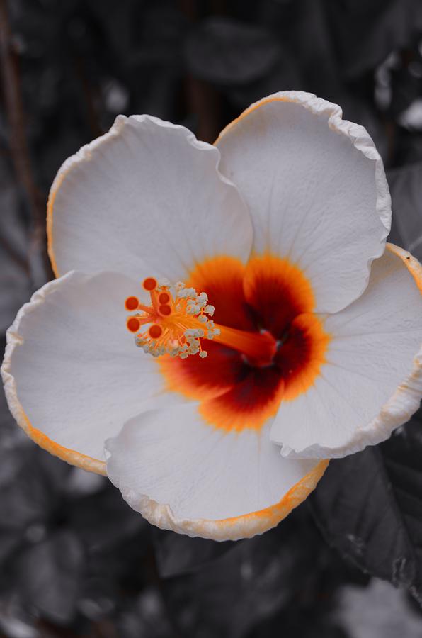 Orange on White Photograph by Warren Thompson