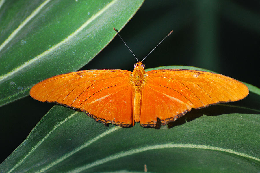 Butterfly Photograph - Orange Open by Teresa Blanton