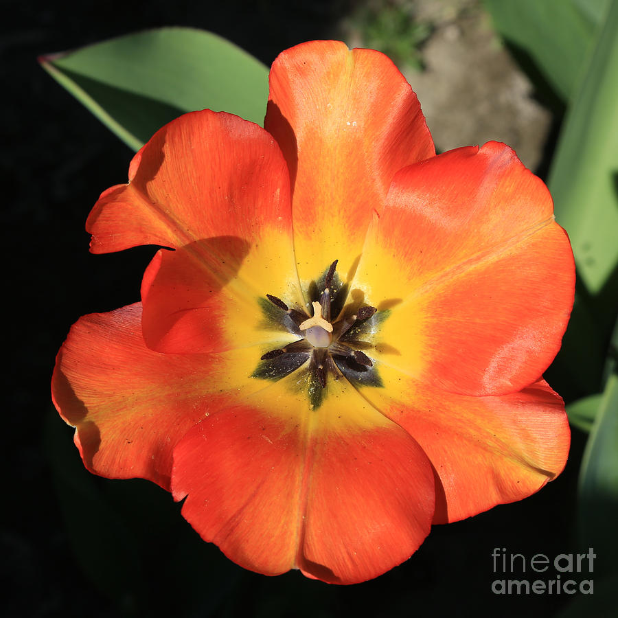 Orange Opened Tulip Photograph by Carol Groenen