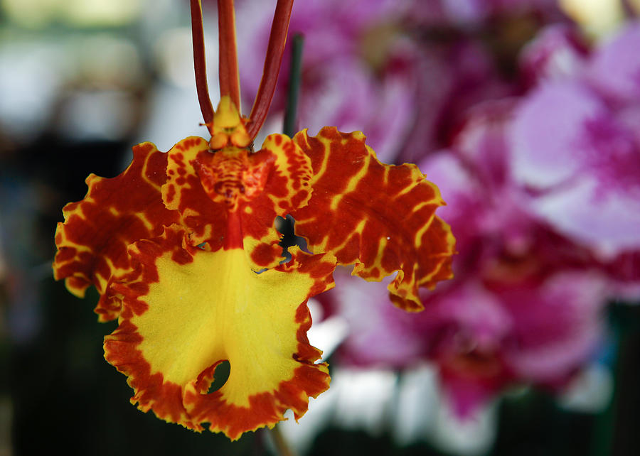 Orchid Photograph - Orange Orchid 02 by Jorge Mejias