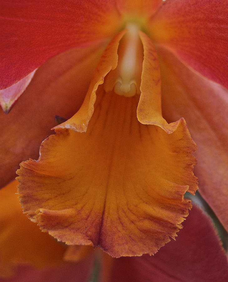 Orchid Photograph - Orange Orchid 3 by Michael Peychich