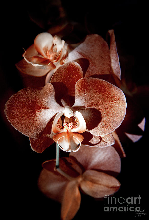 Orange Orchid Photograph by David Millenheft