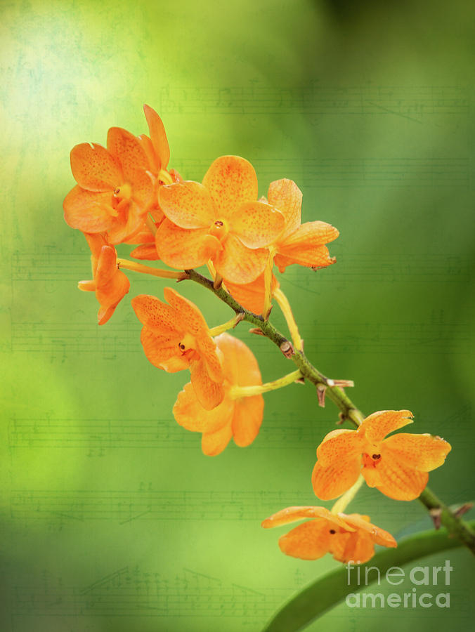 Orange Orchid Melody Photograph by Sabrina L Ryan