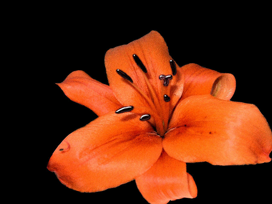 Orange Orchid on Black Photograph by Karen Nicholson