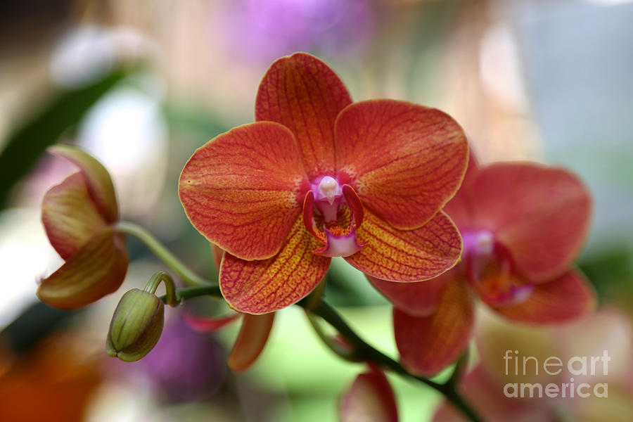 Orange Orchid With Colorful Background Photograph
