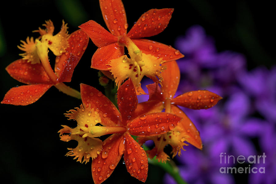 Orange Orchids Photograph by Doug Sturgess