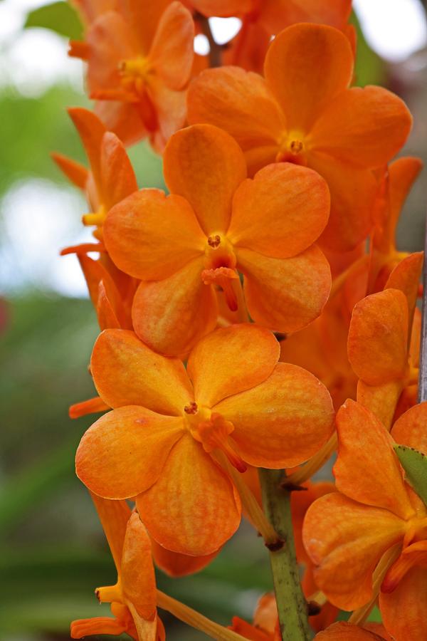 Orange Orchids Photograph by Michiale Schneider