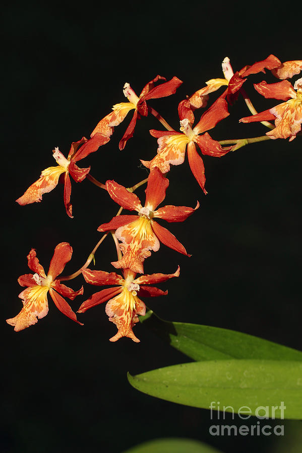 Orchid Photograph - Orange Orchids by Ron Dahlquist - Printscapes