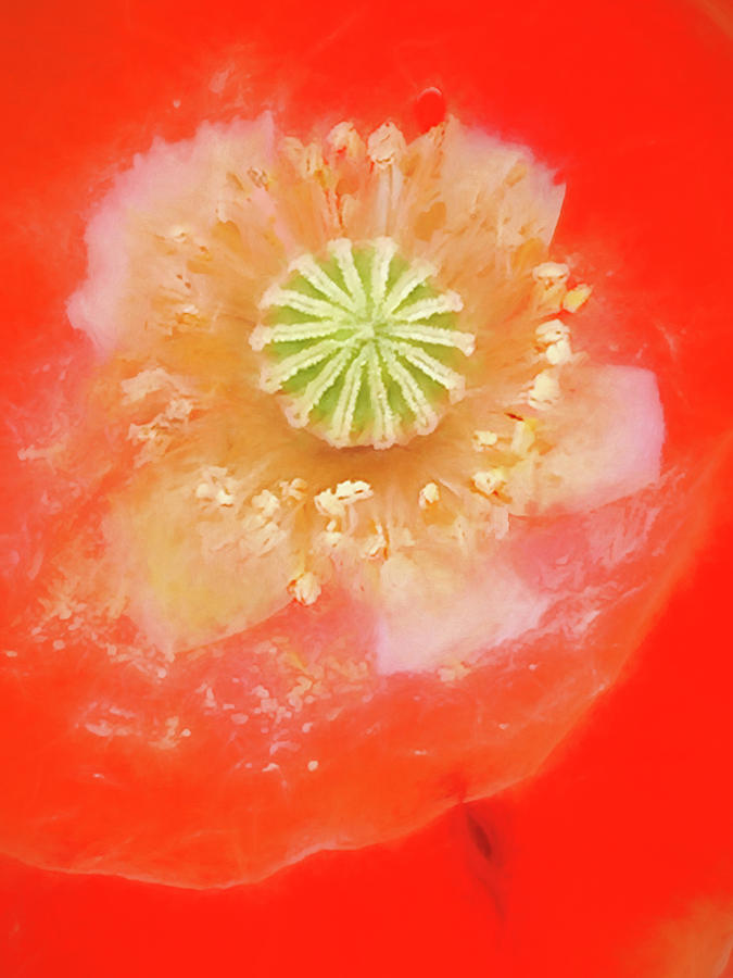 Orange Oriental Poppy Painterly Photograph by Carol Leigh
