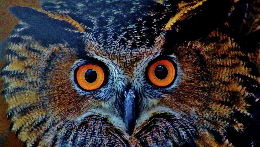 Orange Owl Eyes Photograph by Cynthia Guinn