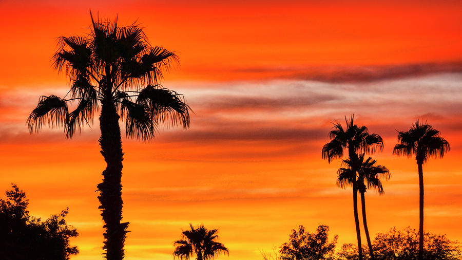 Orange Palm Sunset  Photograph by Saija Lehtonen