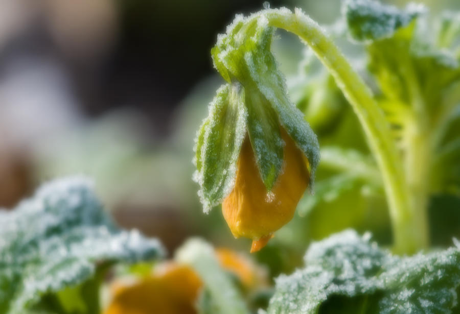 Orange Pansy Bud with Frost Photograph by Fred Lassmann