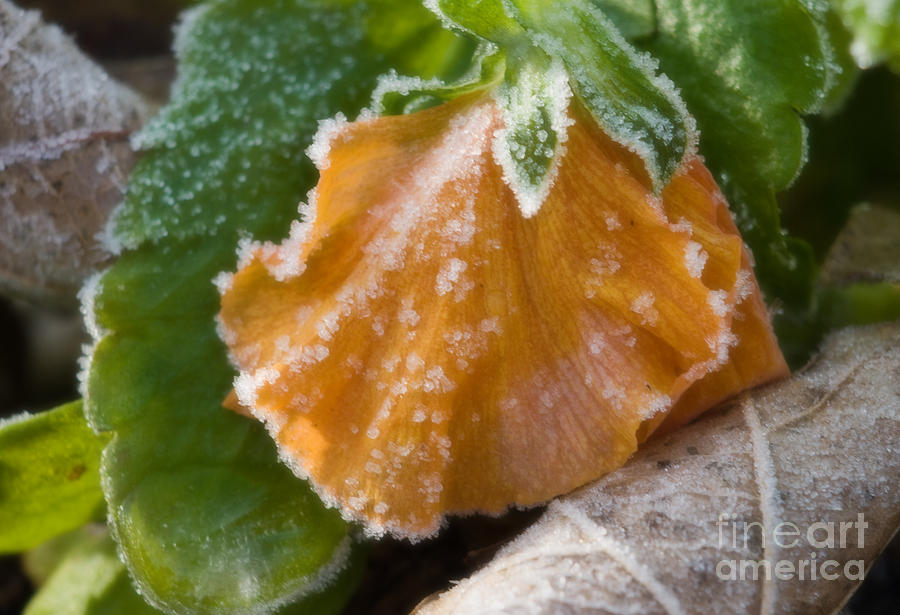 Orange Pansy with Frost Photograph by Fred Lassmann