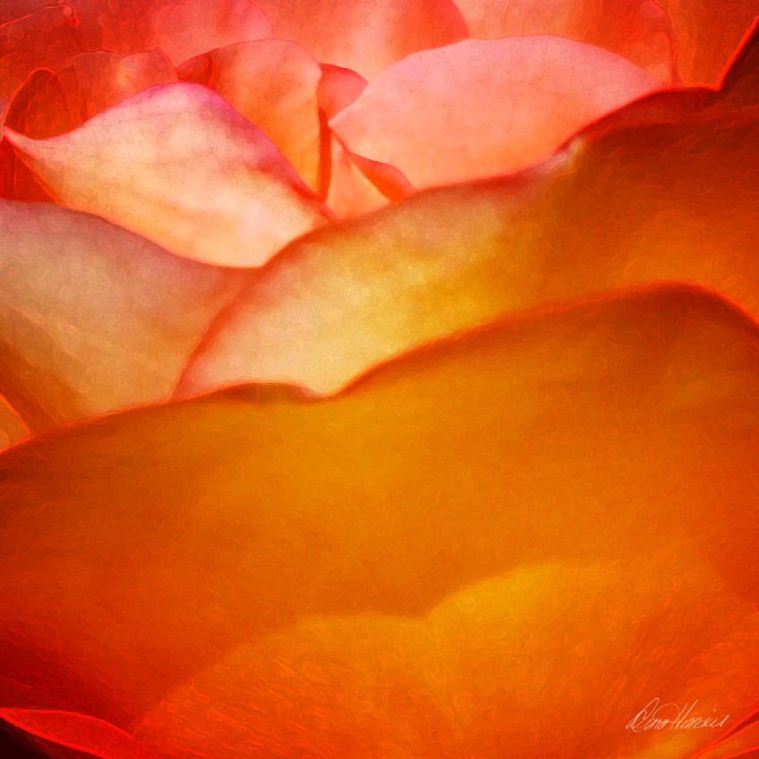Orange Passion Photograph by Diana Haronis