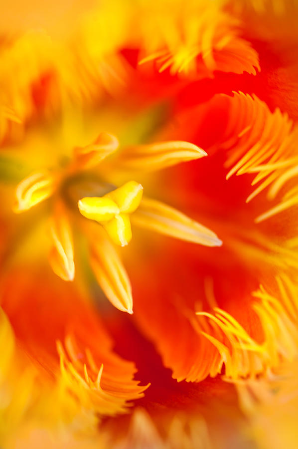 Orange Passion. Tulip Macro Photograph by Jenny Rainbow