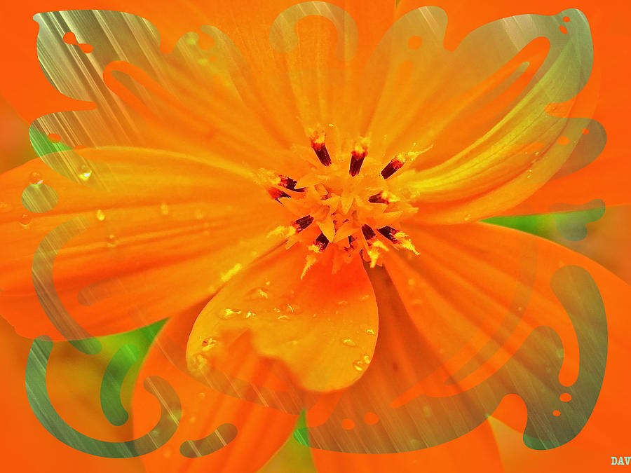 Orange Peel Bloom Photograph by Debra     Vatalaro