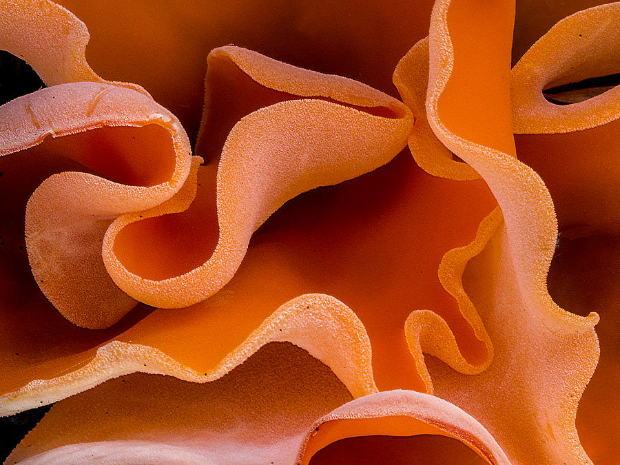 Orange Peel Fungus by Jean Noren Photograph by Jean Noren