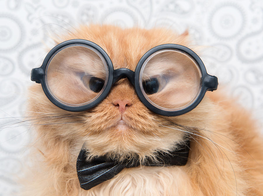 Orange Persian Cat With Glasses Photograph By Hulya Ozkok Pixels