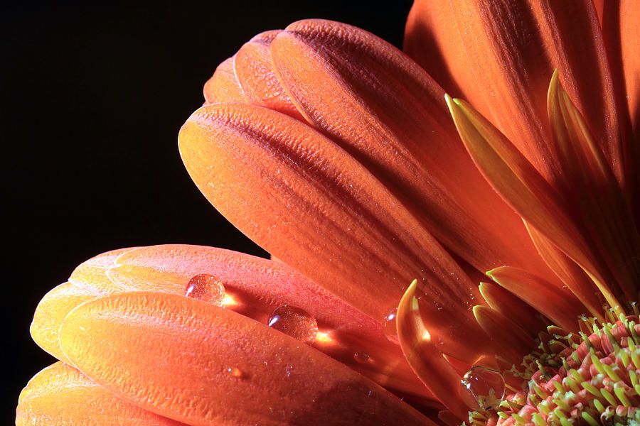 Orange Petals and Black Background Photograph by Angela Murdock
