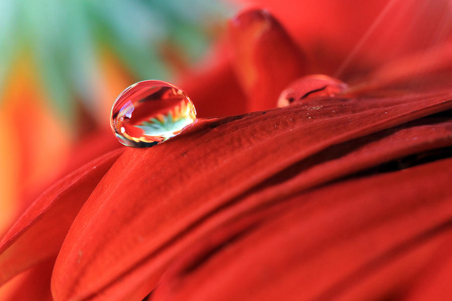Orange Petals and Water Drops Photograph by Angela Murdock