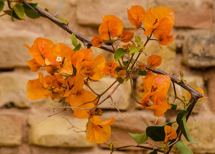 Orange petals Photograph by AM FineArtPrints