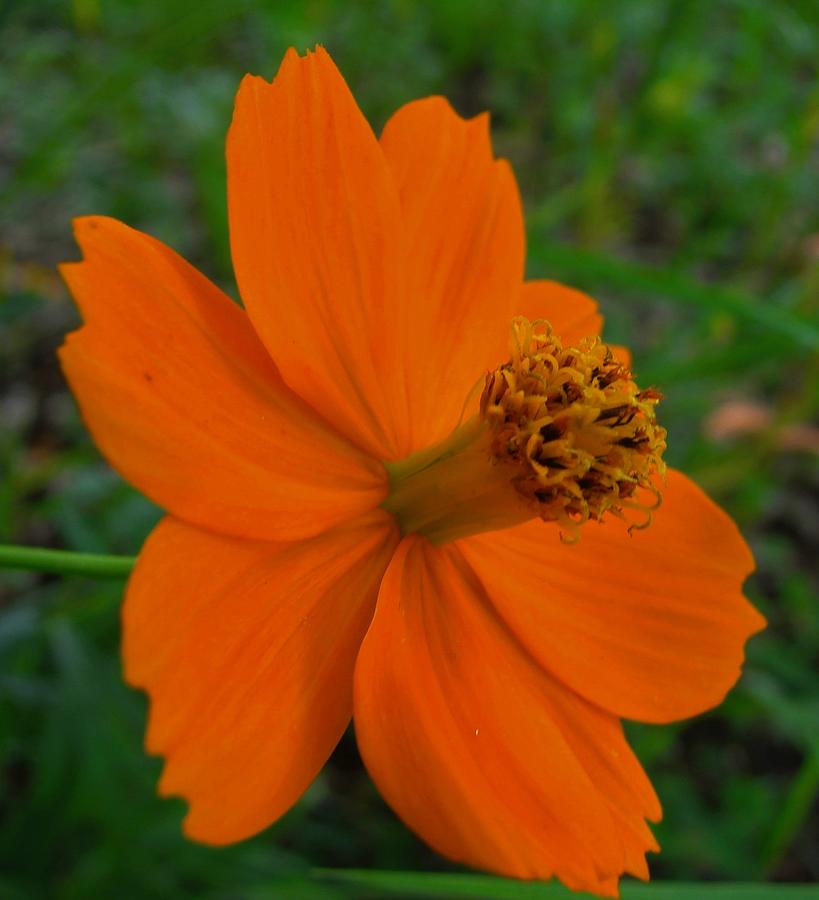 Orange Petals Photograph by Carl Moore