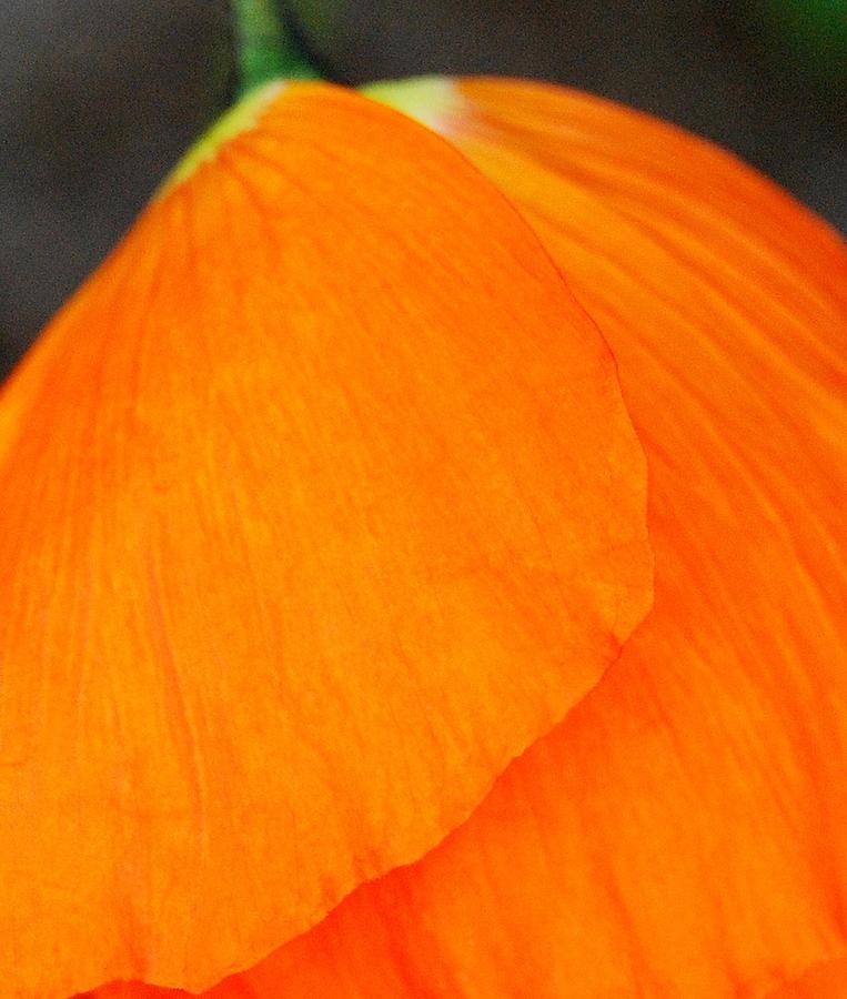 Orange Petals Photograph by Marilynne Bull