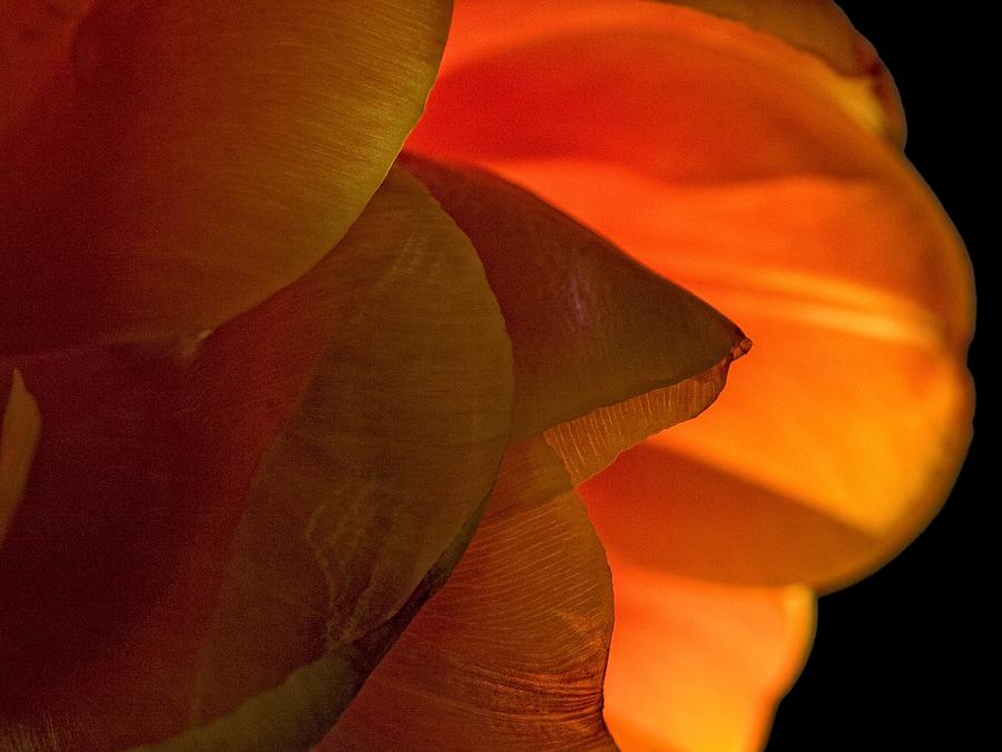 Nature Photograph - Orange Petals by Robert Ullmann