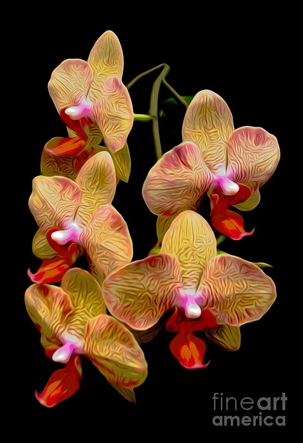 Orange Phalaenopsis Orchids with Chinese Lantern Effect Photograph by Rose Santuci-Sofranko