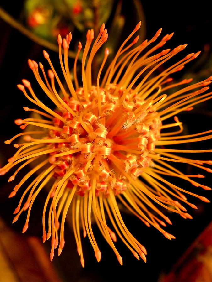 Orange Pincushion Protea Photograph by Bonnie See | Fine Art America