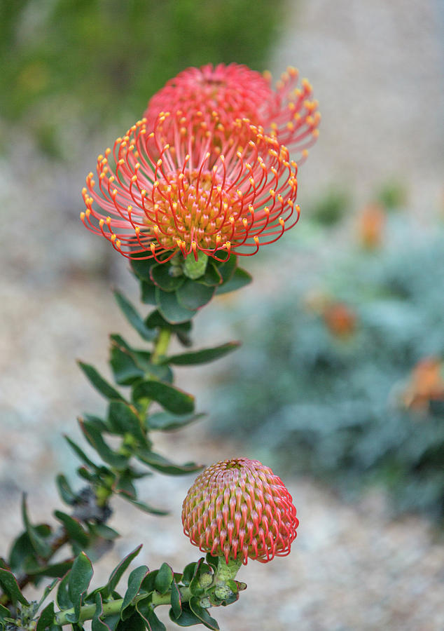 Flowers Still Life Photograph - Orange Pincushion Protea Grouping by Iris Richardson