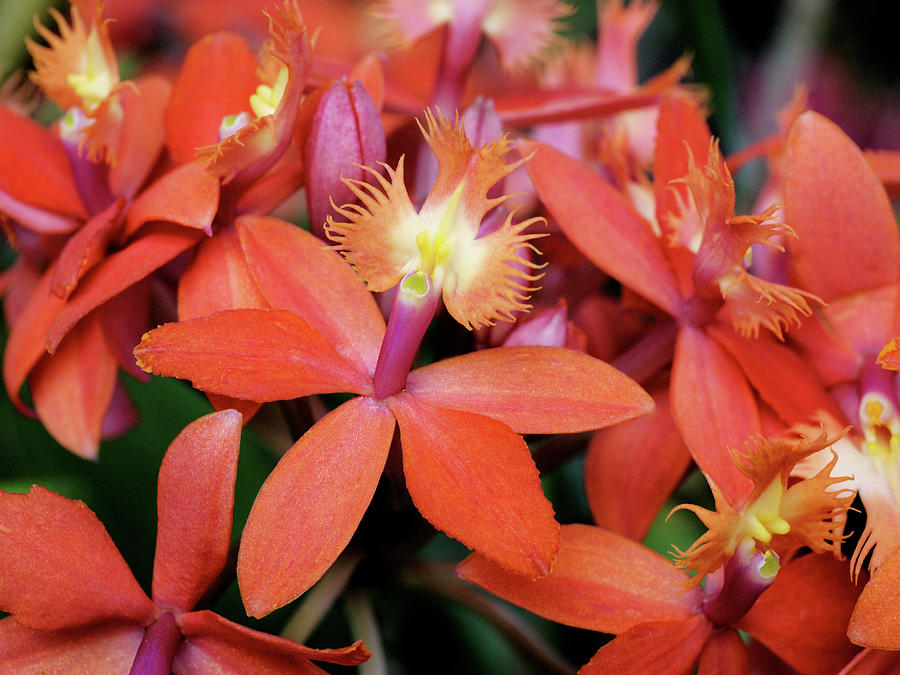 Orange Pink Epidendrum Orchid Photograph by Rona Black