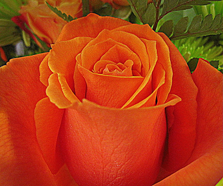 Flower Photograph - Orange Pink Rose by Bonita Brandt