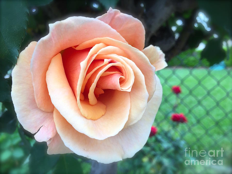Peach rose 1 Photograph by Wonju Hulse