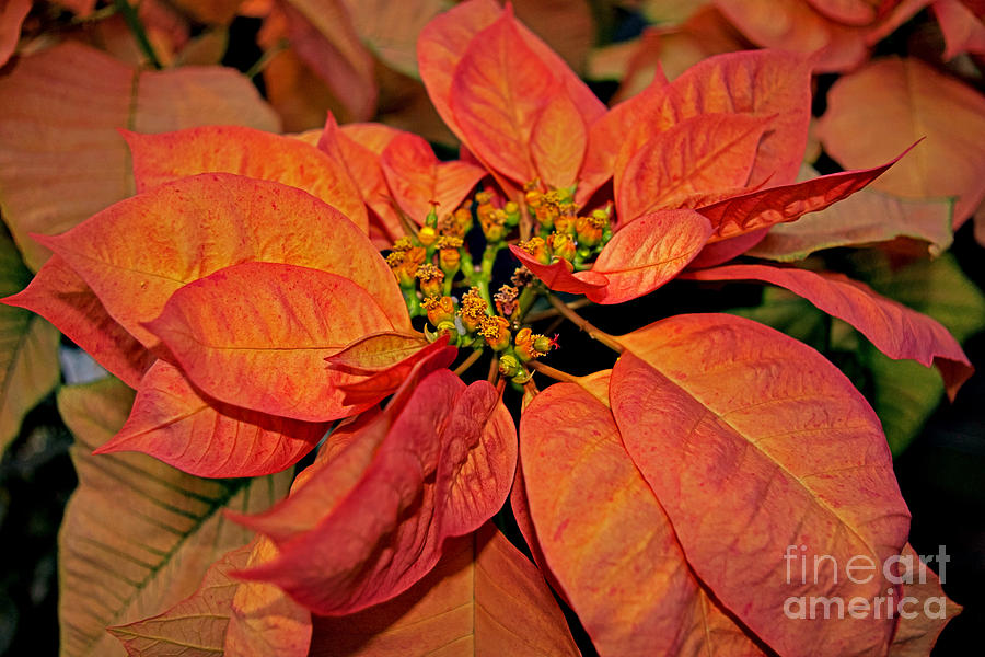 Christmas Photograph - Orange Poinsettia by Rich Walter