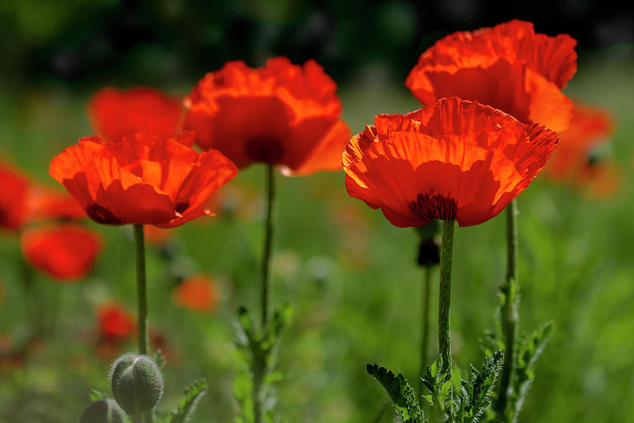 Orange Poppies in the Sunshine Photograph by Teri Virbickis