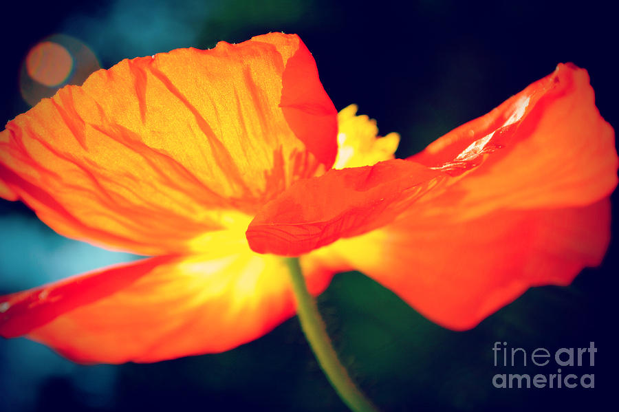 Orange Poppin Poppy 2 Photograph by Kelly Nowak