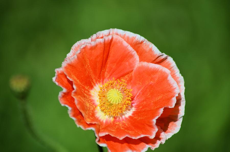 Orange Poppy 2 Photograph by Bonfire Photography - Fine Art America