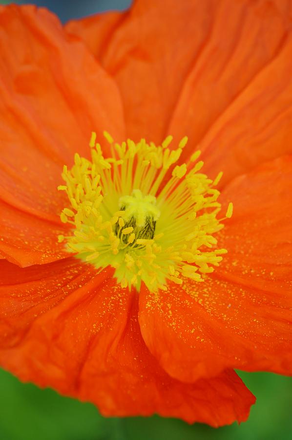 Orange Poppy and Pollen Photograph by Warren Thompson