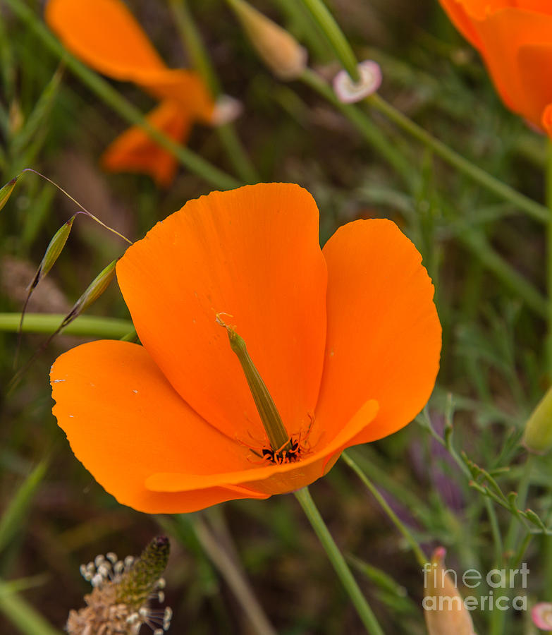 Orange Poppy Photograph - Orange Poppy B3803 by Stephen Parker