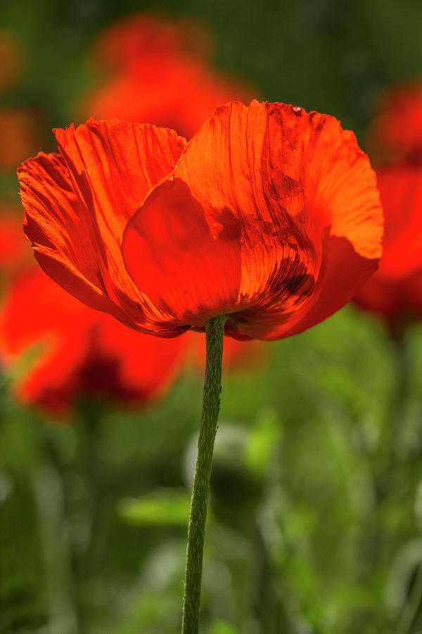 Orange Poppy Beauties Photograph by Teri Virbickis
