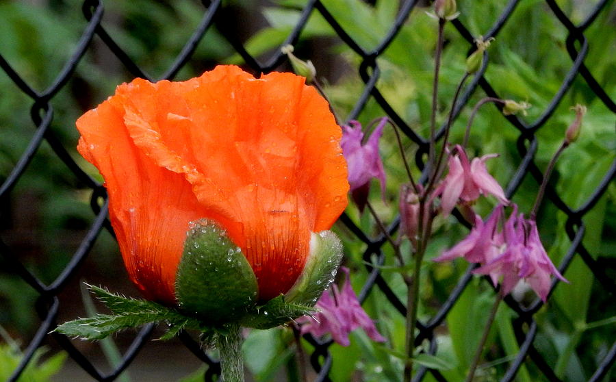 Orange Poppy Photograph by Betty-Anne McDonald