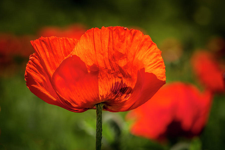 Orange Poppy Bloom Photograph by Teri Virbickis